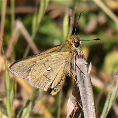 Trapezites luteus (Yellow Ochre, Rare White-spot Skipper) at Gundaroo, NSW - 6 Nov 2024 by ConBoekel