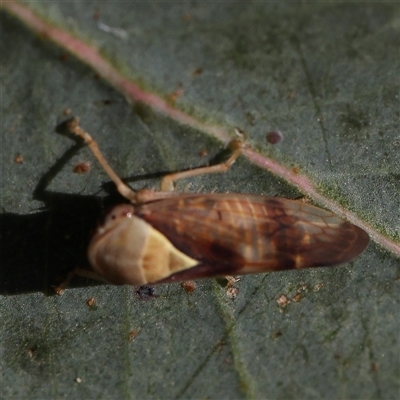 Brunotartessus fulvus (Yellow-headed Leafhopper) at Gundaroo, NSW - 6 Nov 2024 by ConBoekel