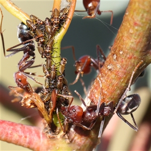 Eurymelinae (subfamily) at Gundaroo, NSW - 6 Nov 2024