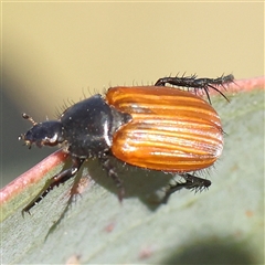 Phyllotocus rufipennis (Nectar scarab) at Gundaroo, NSW - 6 Nov 2024 by ConBoekel