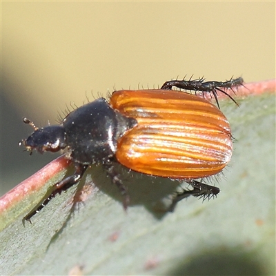 Phyllotocus rufipennis (Nectar scarab) at Gundaroo, NSW - 6 Nov 2024 by ConBoekel