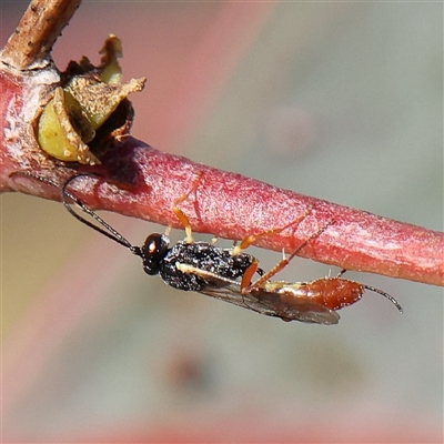 Heteropelma scaposum (Two-toned caterpillar parasite wasp) at Gundaroo, NSW - 5 Nov 2024 by ConBoekel