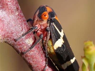 Eurymeloides pulchra (Gumtree hopper) at Gundaroo, NSW - 6 Nov 2024 by ConBoekel