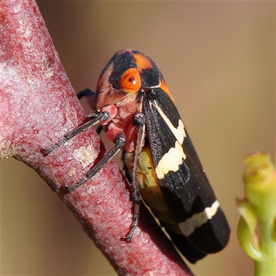 Eurymeloides pulchra (Gumtree hopper) at Gundaroo, NSW - 6 Nov 2024 by ConBoekel