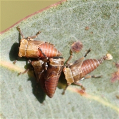 Eurymeloides sp. (genus) (Eucalyptus leafhopper) at Gundaroo, NSW - 5 Nov 2024 by ConBoekel