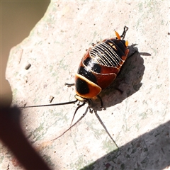 Ellipsidion australe (Austral Ellipsidion cockroach) at Gundaroo, NSW - 6 Nov 2024 by ConBoekel