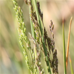 Poa labillardierei (Common Tussock Grass, River Tussock Grass) at Gundaroo, NSW - 5 Nov 2024 by ConBoekel