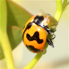 Coccinella transversalis (Transverse Ladybird) at Gundaroo, NSW - 6 Nov 2024 by ConBoekel