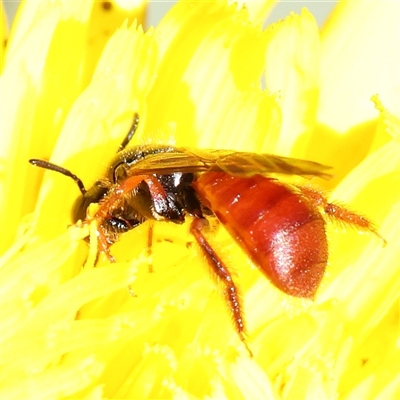 Exoneura sp. (genus) (A reed bee) at Gundaroo, NSW - 5 Nov 2024 by ConBoekel