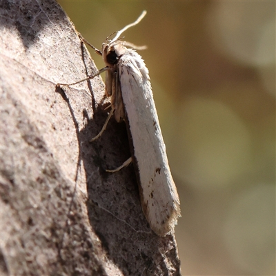 Philobota mathematica group undescribed species. (A concealer moth) at Gundaroo, NSW - 6 Nov 2024 by ConBoekel