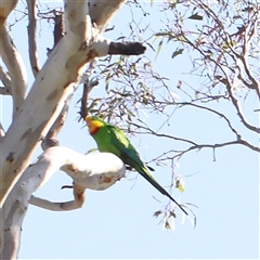 Polytelis swainsonii (Superb Parrot) at Gundaroo, NSW - 5 Nov 2024 by ConBoekel