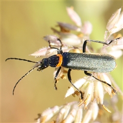 Chauliognathus lugubris (Plague Soldier Beetle) at Gundaroo, NSW - 6 Nov 2024 by ConBoekel