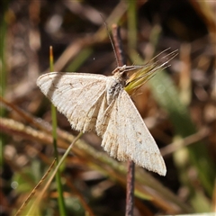 Scopula (genus) (A wave moth) at Gundaroo, NSW - 5 Nov 2024 by ConBoekel