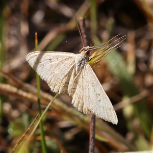 Scopula (genus) at Gundaroo, NSW - 6 Nov 2024