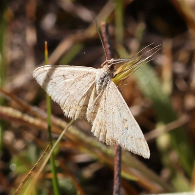 Scopula (genus) (A wave moth) at Gundaroo, NSW - 6 Nov 2024 by ConBoekel