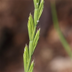 Lolium sp. (Ryegrass) at Gundaroo, NSW - 5 Nov 2024 by ConBoekel