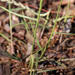 Lolium sp. at Gundaroo, NSW - 6 Nov 2024 09:18 AM