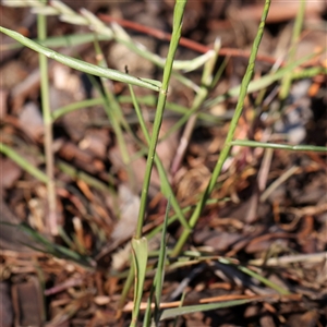 Lolium sp. at Gundaroo, NSW - 6 Nov 2024 09:18 AM