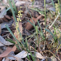 Lomandra filiformis subsp. coriacea (Wattle Matrush) at Gundaroo, NSW - 5 Nov 2024 by ConBoekel