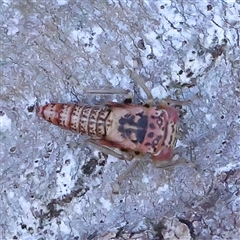 Unidentified Leafhopper or planthopper (Hemiptera, several families) at Gundaroo, NSW - 6 Nov 2024 by ConBoekel