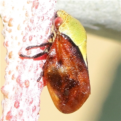 Chaetophyes compacta (Tube spittlebug) at Gundaroo, NSW - 5 Nov 2024 by ConBoekel