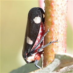 Eurymela distincta (Gumtree leafhopper) at Gundaroo, NSW - 5 Nov 2024 by ConBoekel