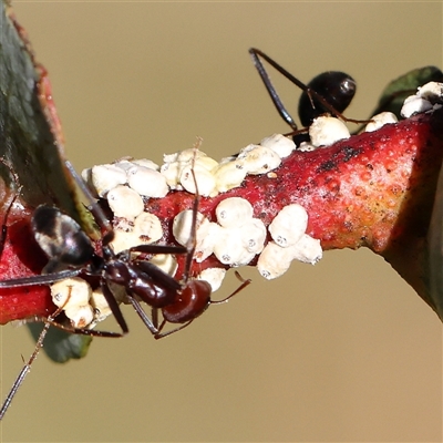 Eriococcus confusus (Gumtree scale) at Gundaroo, NSW - 5 Nov 2024 by ConBoekel