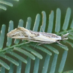 Thema macroscia (A concealer moth) at Gundaroo, NSW - 5 Nov 2024 by ConBoekel