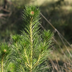 Pinus radiata (Monterey or Radiata Pine) at Gundaroo, NSW - 6 Nov 2024 by ConBoekel