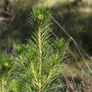 Pinus radiata at Gundaroo, NSW - 6 Nov 2024 09:30 AM