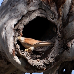 Falco cenchroides (Nankeen Kestrel) at Gundaroo, NSW - 5 Nov 2024 by ConBoekel