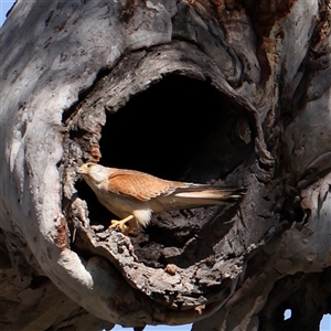 Falco cenchroides at Gundaroo, NSW - 6 Nov 2024