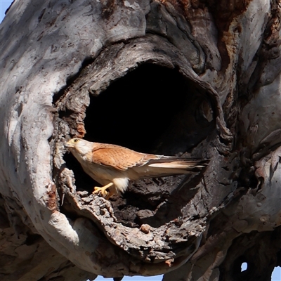 Falco cenchroides (Nankeen Kestrel) at Gundaroo, NSW - 5 Nov 2024 by ConBoekel