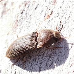 Agrypnus sp. (genus) (Rough click beetle) at Gundaroo, NSW - 6 Nov 2024 by ConBoekel