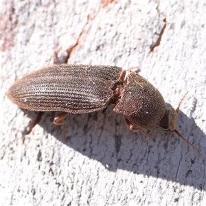 Agrypnus sp. (genus) at Gundaroo, NSW - 6 Nov 2024