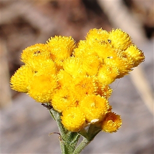 Chrysocephalum apiculatum at Gundaroo, NSW - 6 Nov 2024 09:33 AM