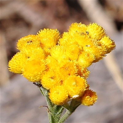Chrysocephalum apiculatum (Common Everlasting) at Gundaroo, NSW - 6 Nov 2024 by ConBoekel