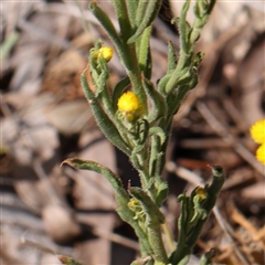 Chrysocephalum apiculatum at Gundaroo, NSW - 6 Nov 2024 09:33 AM