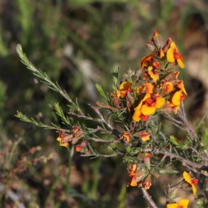 Dillwynia sericea at Gundaroo, NSW - 6 Nov 2024 09:35 AM