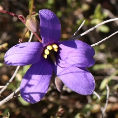 Cheiranthera linearis (Finger Flower) at Gundaroo, NSW - 5 Nov 2024 by ConBoekel