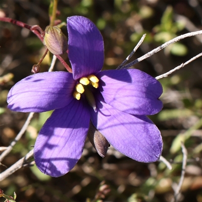 Cheiranthera linearis (Finger Flower) at Gundaroo, NSW - 6 Nov 2024 by ConBoekel