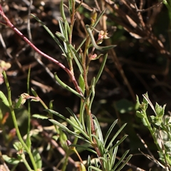 Cheiranthera linearis at Gundaroo, NSW - 6 Nov 2024