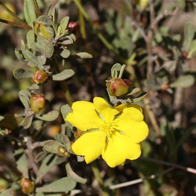 Hibbertia obtusifolia (Grey Guinea-flower) at Gundaroo, NSW - 6 Nov 2024 by ConBoekel