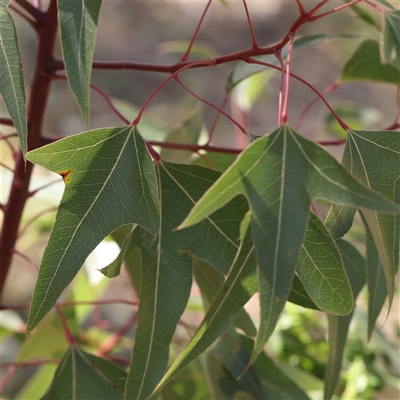 Brachychiton populneus subsp. populneus (Kurrajong) at Gundaroo, NSW - 5 Nov 2024 by ConBoekel