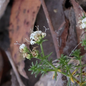 Asperula conferta at Gundaroo, NSW - 6 Nov 2024