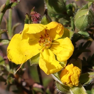 Hibbertia calycina at Gundaroo, NSW - 6 Nov 2024 09:41 AM