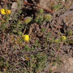 Hibbertia calycina at Gundaroo, NSW - 6 Nov 2024 09:41 AM