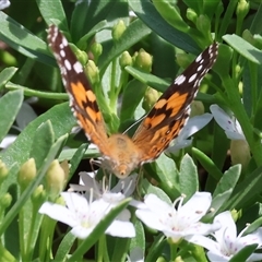 Vanessa kershawi (Australian Painted Lady) at West Wodonga, VIC - 7 Nov 2024 by KylieWaldon