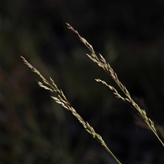 Poa sieberiana (Poa Tussock) at Gundaroo, NSW - 6 Nov 2024 by ConBoekel