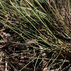 Poa sieberiana at Gundaroo, NSW - 6 Nov 2024 09:43 AM